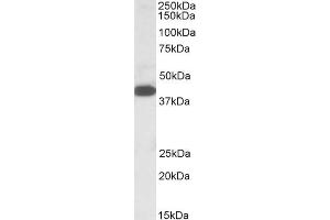 ABIN571077 (1µg/ml) staining of K562 lysate (35µg protein in RIPA buffer). (A4GNT 抗体  (C-Term))