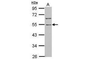 Image no. 2 for anti-BTB (POZ) Domain Containing 10 (BTBD10) (AA 188-436) antibody (ABIN1501880) (BTBD10 抗体  (AA 188-436))