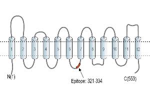 Representative domain view of the target of ABIN7581972.