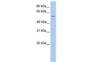 Western Blot showing LIMD1 antibody used at a concentration of 1. (LIMD1 抗体  (N-Term))