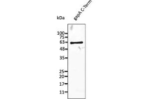 Western Blotting (WB) image for anti-GapA antibody (ABIN7273030) (GapA 抗体)