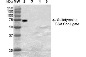 Western Blot analysis of Sulfotyrosine-BSA Conjugate showing detection of 67 kDa Sulfotyrosine-BSA using Mouse Anti-Sulfotyrosine Monoclonal Antibody, Clone 7C5 . (Sulfotyrosine 抗体  (FITC))