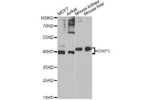 Western blot analysis of extracts of various cell lines, using DAP3 Antibody (ABIN5975461) at 1/1000 dilution. (DAP3 抗体)