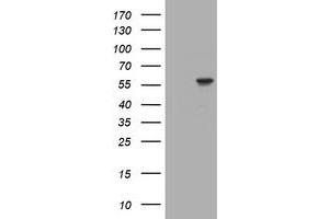 Image no. 1 for anti-Tripartite Motif Containing 39 (TRIM39) (AA 144-378) antibody (ABIN1490940) (TRIM39 抗体  (AA 144-378))