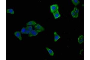 Immunofluorescence staining of HepG2 cells with ABIN7168916 at 1:166, counter-stained with DAPI. (HTRA1 抗体  (AA 23-248))