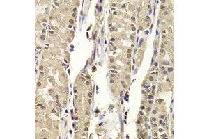 Immunohistochemistry of paraffin-embedded human stomach using BLZF1 antibody. (BLZF1 抗体  (AA 1-400))