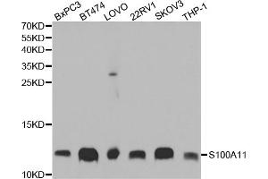 Western blot analysis of extracts of various cell lines, using S100A11 antibody (ABIN5973196) at 1/1000 dilution.