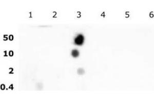 Histone H2B acetyl Lys16 pAb tested by dot blot analysis. (Histone H2B 抗体  (acLys16))