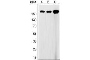 Western blot analysis of Filamin A expression in HEK293T (A), SP2/0 (B), rat heart (C) whole cell lysates. (Filamin A 抗体  (C-Term))