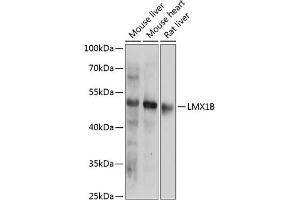 Western blot analysis of extracts of various cell lines, using LMX1B antibody (ABIN6133792, ABIN6143278, ABIN6143281 and ABIN6218228) at 1:1000 dilution. (LMX1B 抗体  (AA 1-100))