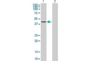 Western Blot analysis of PPP2R4 expression in transfected 293T cell line by PPP2R4 MaxPab polyclonal antibody. (PPP2R4 抗体  (AA 1-323))