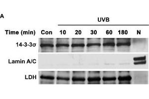 Western Blotting (WB) image for anti-Stratifin (SFN) antibody (ABIN2854867)