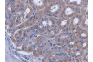 IHC-P analysis of Mouse Stomach Tissue, with DAB staining. (SCEL 抗体  (AA 410-652))