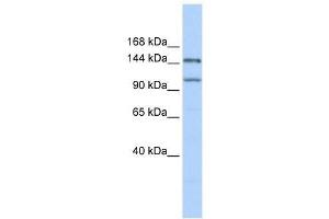 Western Blot showing PRDM9 antibody used at a concentration of 1. (PRDM9 抗体  (Middle Region))