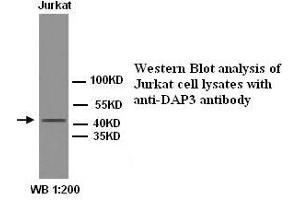 Image no. 1 for anti-Death-Associated Protein 3 (DAP3) antibody (ABIN1576014) (DAP3 抗体)