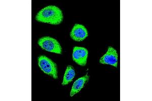Confocal immunofluorescent analysis of PCDHGA8 Antibody (C-term) (ABIN655955 and ABIN2845341) with U-251MG cell followed by Alexa Fluor 488-conjugated goat anti-rabbit lgG (green). (PCDHGA8 抗体  (C-Term))