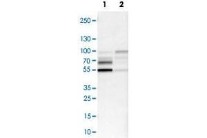Western Blot analysis of Lane 1: NIH-3T3 cell lysate (mouse embryonic fibroblast cells) and Lane 2: NBT-II cell lysate (Wistar rat bladder tumor cells) with NFIB polyclonal antibody . (NFIB 抗体)
