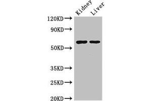 Western Blot Positive WB detected in: Mouse kidney tissue, Mouse liver tissue All lanes: ALDH6A1 antibody at 2. (ALDH6A1 抗体  (AA 274-399))