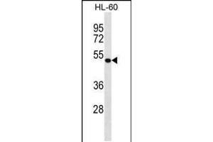 Western blot analysis in HL-60 cell line lysates (35ug/lane). (DBNL 抗体  (C-Term))