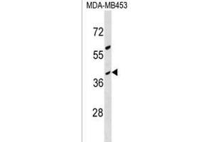 OR10G8 Antibody (C-term) (ABIN1537036 and ABIN2850246) western blot analysis in MDA-M cell line lysates (35 μg/lane). (OR10G8 抗体  (C-Term))