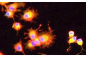Immunofluorescence (IF) image for anti-Angiopoietin 2 (ANGPT2) (N-Term) antibody (ABIN95113)