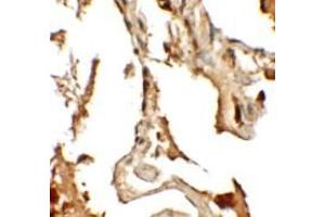 Immunohistochemistry (IHC) image for anti-Rab Interacting Lysosomal Protein-Like 2 (RILPL2) (Middle Region) antibody (ABIN1031070) (RILPL2 抗体  (Middle Region))