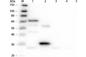 Western Blot of Anti-Chicken IgG (H&L) (DONKEY) Antibody (Min X Bv Gt GP Ham Hs Hu Ms Rb Rt & Sh Serum Proteins) . (驴 anti-小鸡 IgG (Whole Molecule) Antibody (HRP) - Preadsorbed)