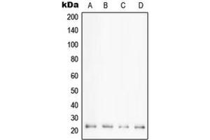 Western blot analysis of Cyclophilin F expression in HeLa (A), K562 (B), HL60 (C), Jurkat (D) whole cell lysates. (PPIF 抗体  (Center))