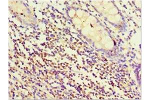 Immunohistochemistry (IHC) image for anti-Striatin (STRN) (AA 581-780) antibody (ABIN7170823)