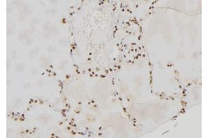 ABIN6277592 at 1/100 staining Human lung tissue by IHC-P. (PER3 抗体  (Internal Region))