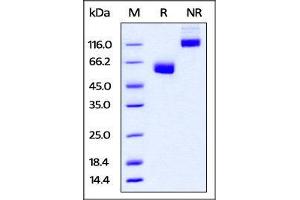 Human CD47, mouse IgG2a Fc Tag, low endotoxin on SDS-PAGE under reducing (R) and no-reducing (NR) conditions.
