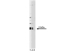 Western blot analysis of Caveolin 1 on a human endothelial lysate. (Caveolin-1 抗体  (AA 1-97))