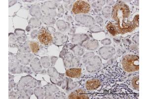 Immunoperoxidase of purified MaxPab antibody to KLK1 on formalin-fixed paraffin-embedded human salivary gland. (Kallikrein 1 抗体  (AA 1-262))