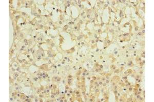 Immunohistochemistry of paraffin-embedded human adrenal gland tissue using ABIN7162044 at dilution of 1:100 (NME7 抗体  (AA 1-150))
