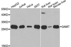 Western blot analysis of extracts of various cell lines, using GAMT antibody. (GAMT 抗体)
