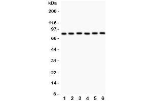 Western blot testing of MFN1 antibody and Lane 1:  rat heart;  2: (r) kidney;  3: mouset heart;  4: human HeLa;  5: (h) COLO320;  6: (h) A549. (MFN1 抗体  (N-Term))