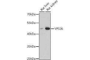 Western blot analysis of extracts of various cell lines, using VPS36 antibody (ABIN7271277) at 1:3000 dilution.
