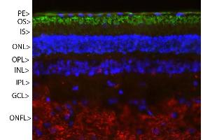 Pig retinal section stained with ABIN1842255 (green) and counterstained with ’s rabbit polyclonal antibody to neurofilament RPCA-NF-M (red) and DNA (blue). (Rhodopsin 抗体)