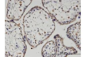 Image no. 3 for anti-Frizzled Family Receptor 7 (FZD7) (AA 155-254) antibody (ABIN6745994) (FZD7 抗体  (AA 155-254))