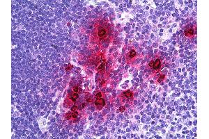 Anti-DEFA1 / NP-1 antibody IHC of human thymus, myeloid cells. (alpha Defensin 1 抗体  (AA 50-63))
