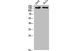 Western Blot analysis of 293T Hela cells using Collagen I Polyclonal Antibody diluted at 1:500. (COL1A2/COL1A1 (AA 1200-1217) 抗体)