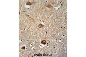 CLU antibody (N-term) immunohistochemistry analysis in formalin fixed and paraffin embedded human brain tissue followed by peroxidase conjugation of the secondary antibody and DAB staining. (Clusterin 抗体  (N-Term))
