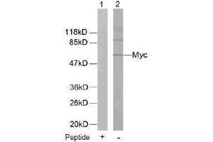 Image no. 1 for anti-Myc Proto-Oncogene protein (MYC) (Thr58) antibody (ABIN197155) (c-MYC 抗体  (Thr58))