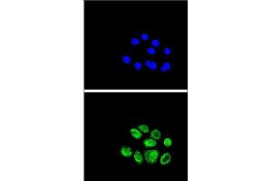 Confocal immunofluorescent analysis of EXO1 Antibody (N-term) (ABIN389397 and ABIN2839487) with A549 cell followed by Alexa Fluor® 489-conjugated goat anti-rabbit lgG (green). (Exonuclease 1 抗体  (N-Term))