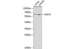 Western blot analysis of extracts of various cell lines using AGFG1 Polyclonal Antibody at dilution of 1:1000. (AGFG1 抗体)