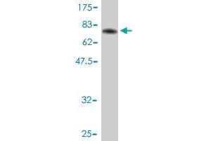 Western Blot detection against Immunogen (73. (EIF5 抗体  (AA 1-431))