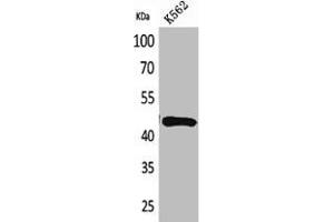 Western Blot analysis of K562 cells using DR3 Polyclonal Antibody