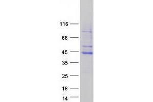 Transcription Factor B2, Mitochondrial (TFB2M) protein (Myc-DYKDDDDK Tag)