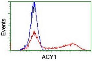 HEK293T cells transfected with either RC201284 overexpress plasmid (Red) or empty vector control plasmid (Blue) were immunostained by anti-ACY1 antibody (ABIN2454793), and then analyzed by flow cytometry. (Aminoacylase 1 抗体)