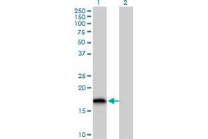 Western Blot analysis of GLRX2 expression in transfected 293T cell line by GLRX2 MaxPab polyclonal antibody. (Glutaredoxin 2 抗体  (AA 1-124))